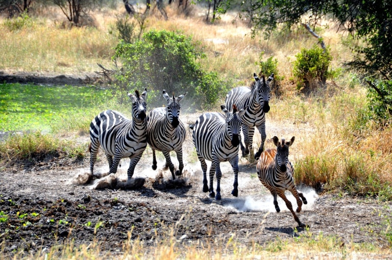 Zebras 6 Tanzania Experience 358e26bb 25be 4147 a32f 484e1c32f9e6