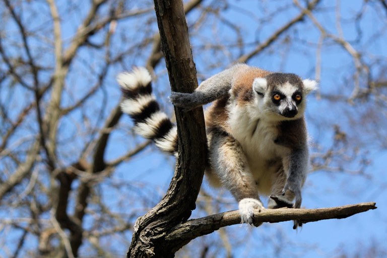 lemur 3995389 1920 95e73c50 4320 4d8d be9f 393b6a595a0b