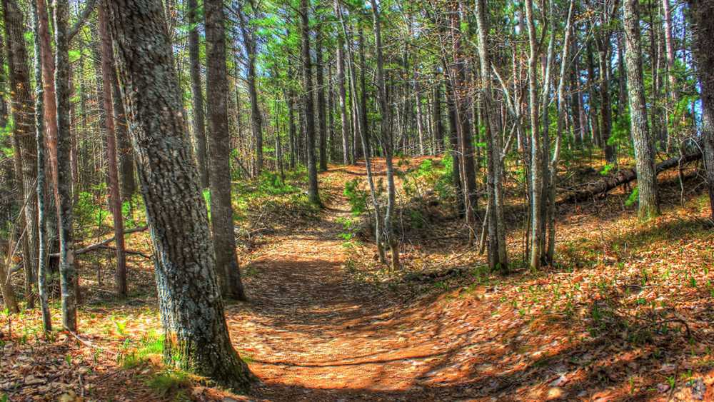Forest trail at McLain State Park Forest trail at McLain State Park