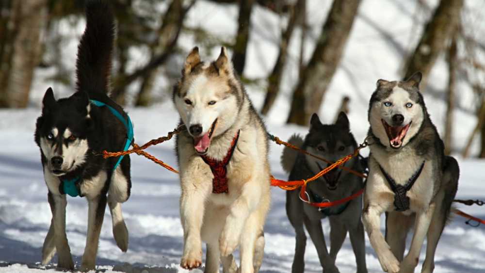 Sled dogs ready to run Sled dogs ready to run