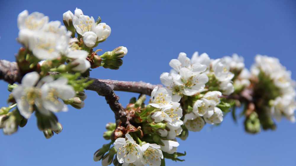 Blossom Day Blossom Day