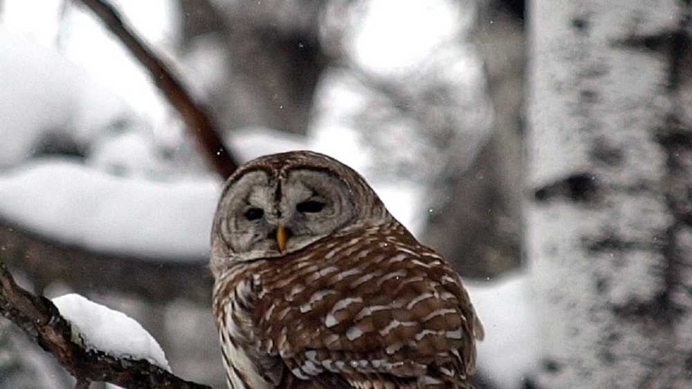 Winter Owl Prowl Winter Owl Prowl