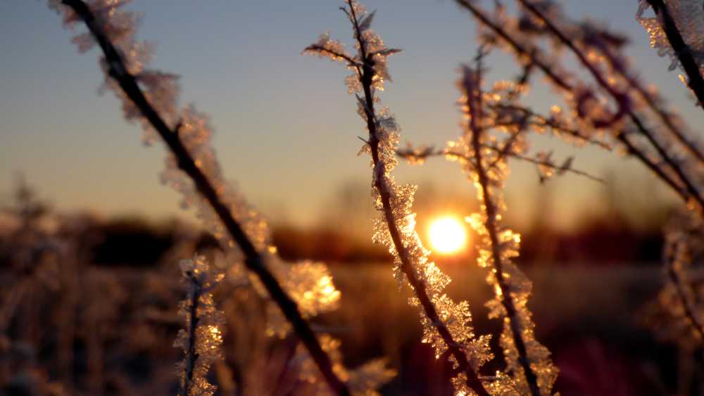 Frost at Sunrise (3).JPG Frost at Sunrise (3).JPG