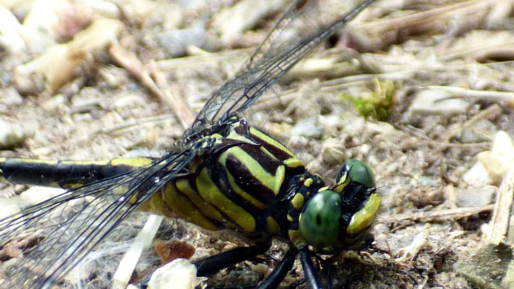 Cobra Clubtail Dragonfly (2).JPG Cobra Clubtail Dragonfly (2).JPG