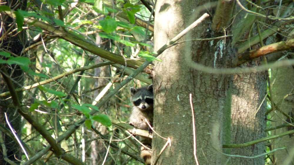 Raccoon sitting in tree near Wood Duck Pond.JPG Raccoon sitting in tree near Wood Duck Pond.JPG