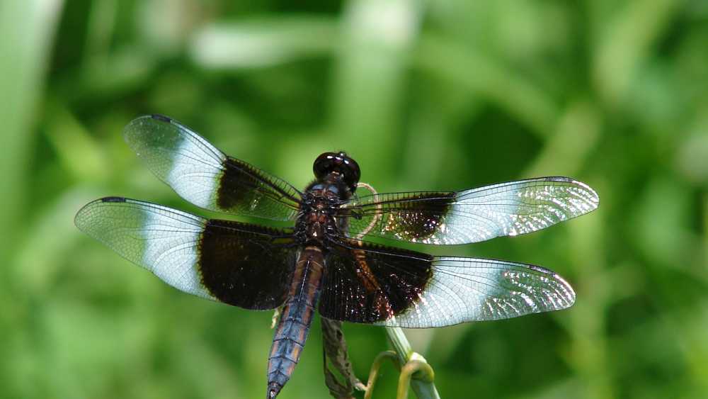 Widow Skimmer Dragonfly (Male).JPG Widow Skimmer Dragonfly (Male).JPG