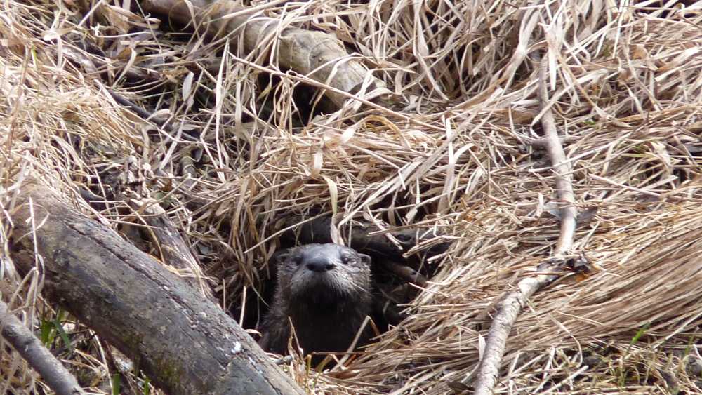 Otter Peeking Out (3).JPG Otter Peeking Out (3).JPG