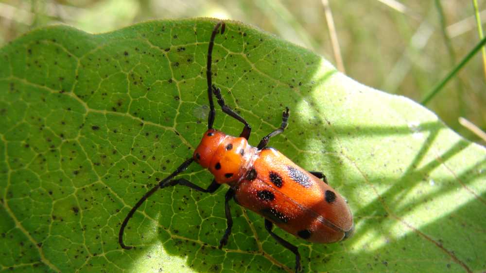 Red Milkweed Beetle by Kyle Bagnall, Chippewa Nature Center.JPG Red Milkweed Beetle by Kyle Bagnall, Chippewa Nature Center.JPG