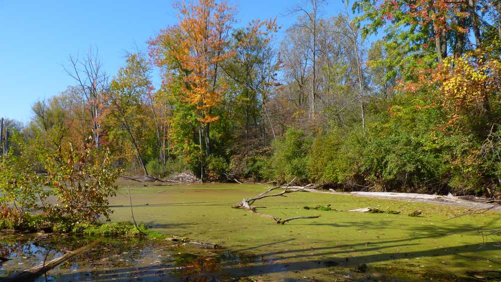 duckweed and fall colors along wood duck pond.JPG duckweed and fall colors along wood duck pond.JPG