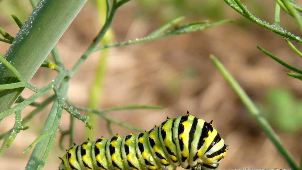 Black Swallowtail Caterpillar on Dill (closeup right side view).JPG Black Swallowtail Caterpillar on Dill (closeup right side view).JPG