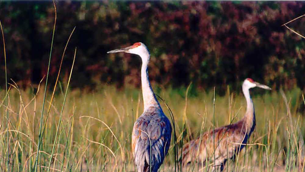 Cranes in the tall grass at Brighton Recreation Area. Cranes in the tall grass at Brighton Recreation Area.