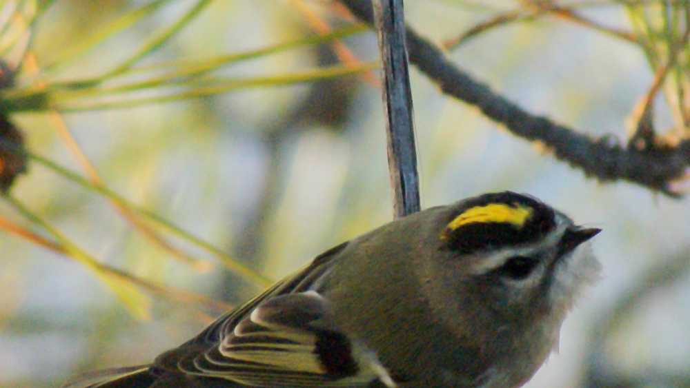Early Spring Birds.jpg Early Spring Birds.jpg