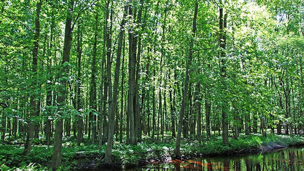 sanilac_floodplain_forest.jpg sanilac_floodplain_forest.jpg
