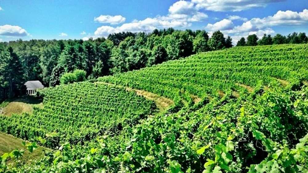 Vineyard 4 Pure MI.jpg Vineyard 4 Pure MI.jpg