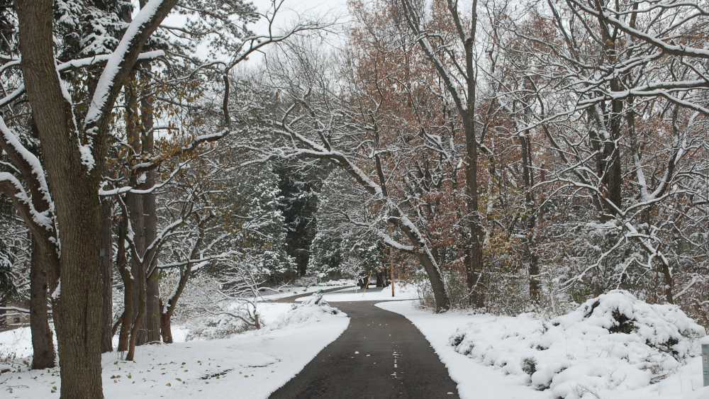 20170225-Winter-Tree-ID.jpg 20170225-Winter-Tree-ID.jpg