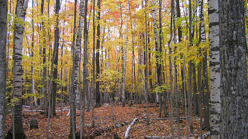 Rockport Recreation Area forest Rockport Recreation Area forest