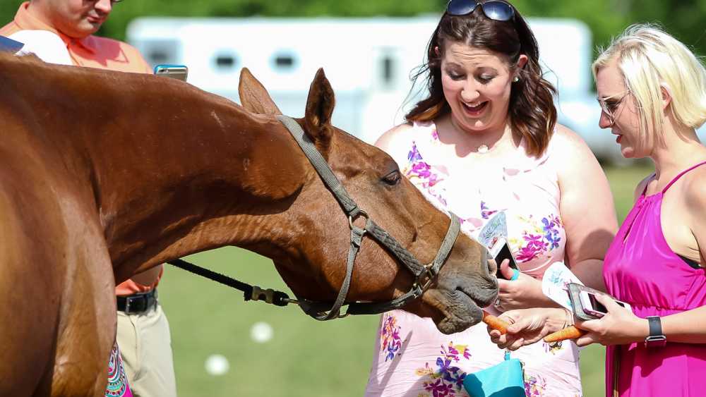 polo pony.jpg polo pony.jpg
