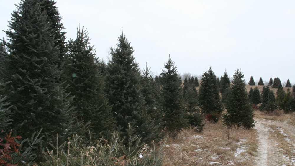 juneaus.christmas.trees.jpg juneaus.christmas.trees.jpg