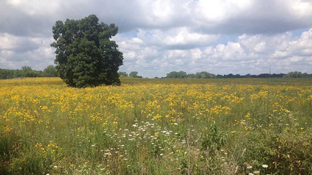 Meadow at Lake Hudson Recreation Area under a cloudy sky. Meadow at Lake Hudson Recreation Area under a cloudy sky.