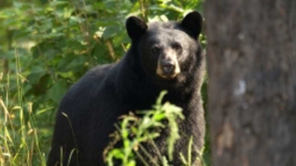 black bear black bear