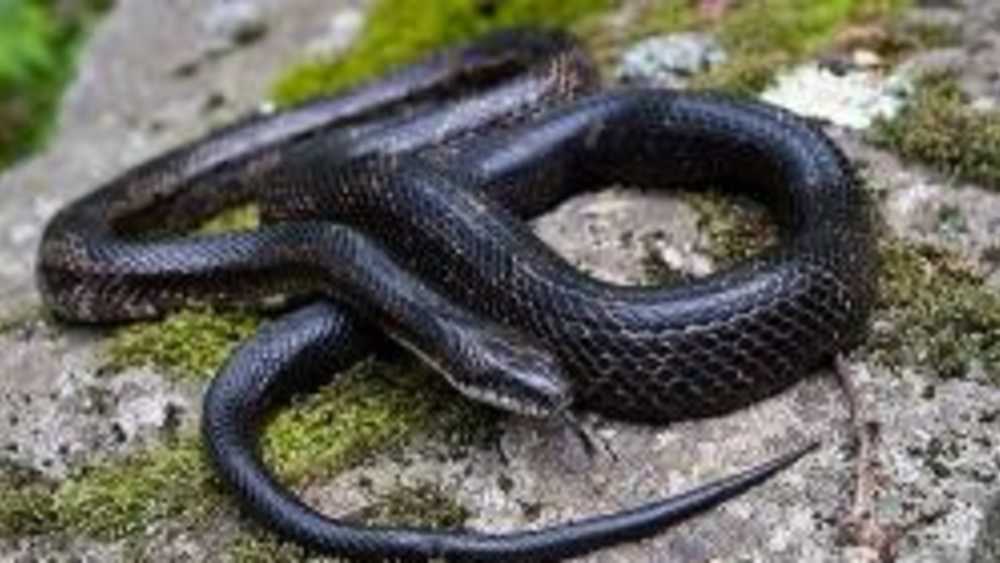black rat snake black rat snake