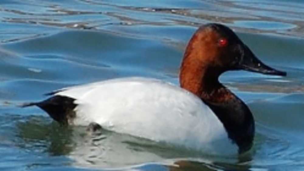 canvasback canvasback