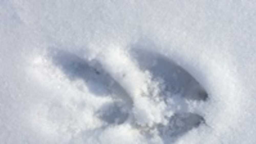 Deer track in snow Deer track in snow