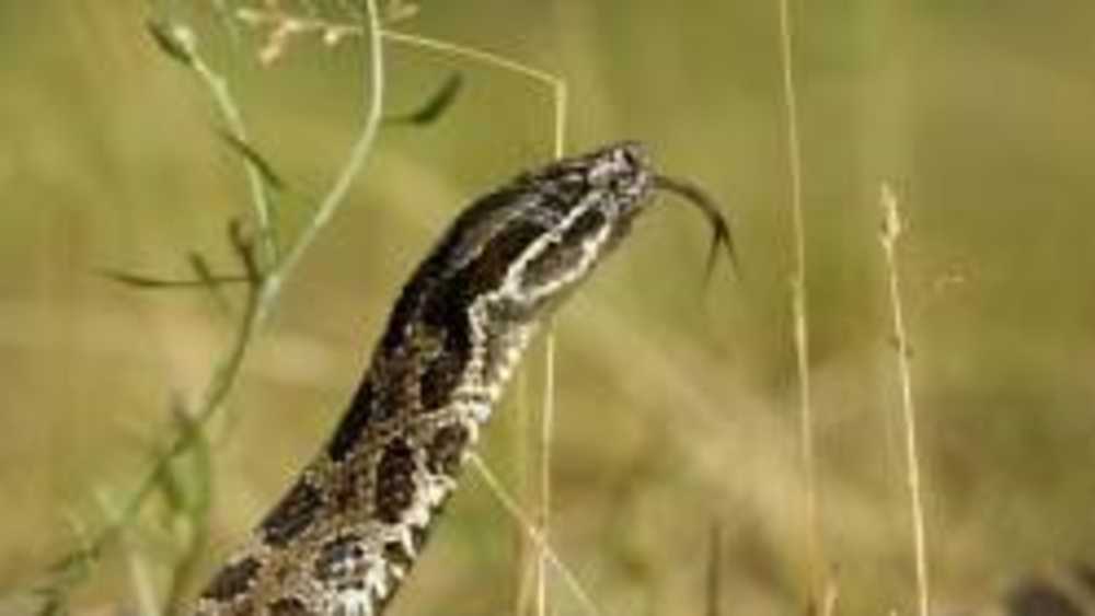 Eastern massasauga rattlesnake Eastern massasauga rattlesnake