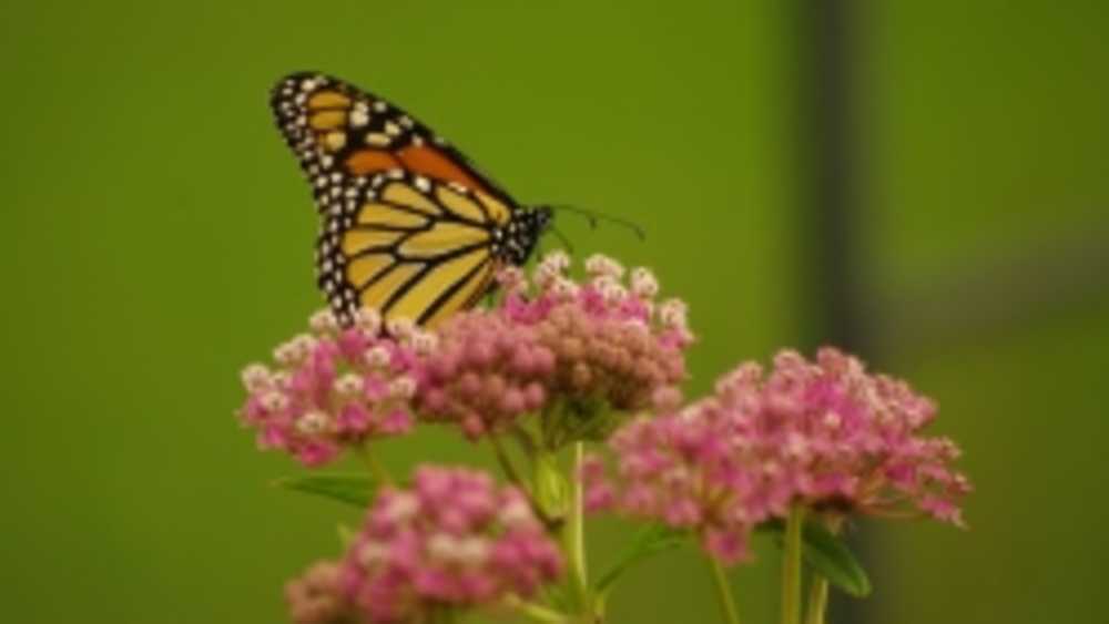 Monarch butterfly Monarch butterfly