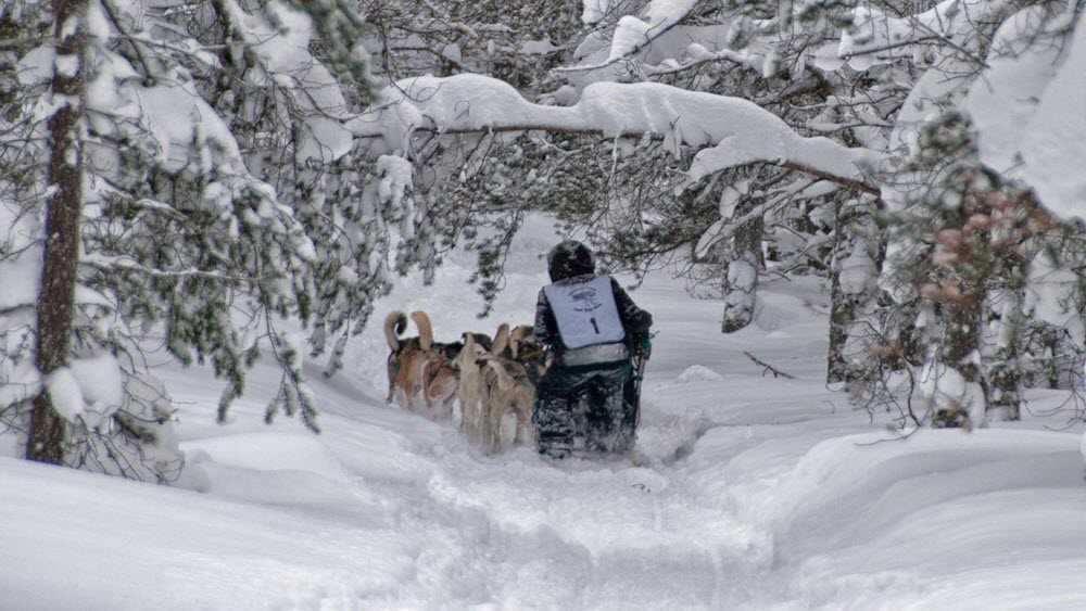 DNR, Muskallonge, Sled dog race DNR, Muskallonge, Sled dog race