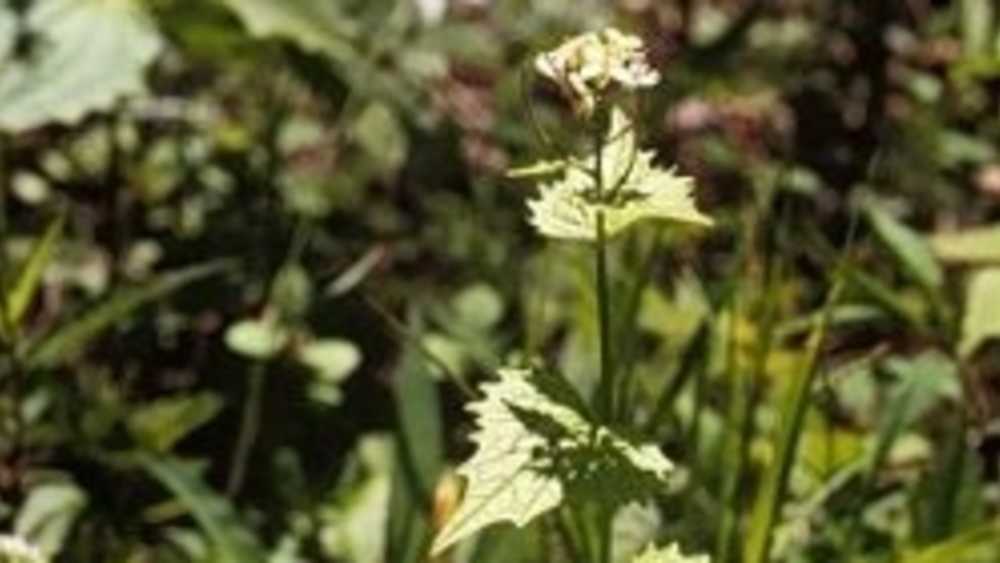 Stewardship-GarlicMustardInvasive Stewardship-GarlicMustardInvasive