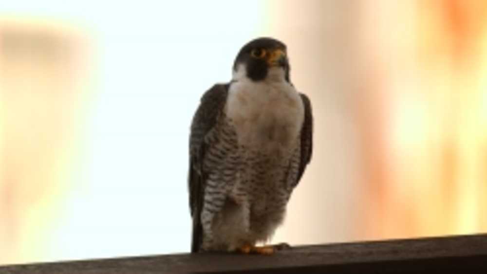 peregrine falcon peregrine falcon