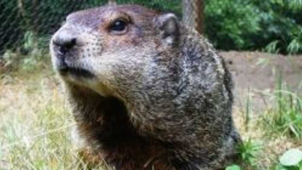 groundhog groundhog