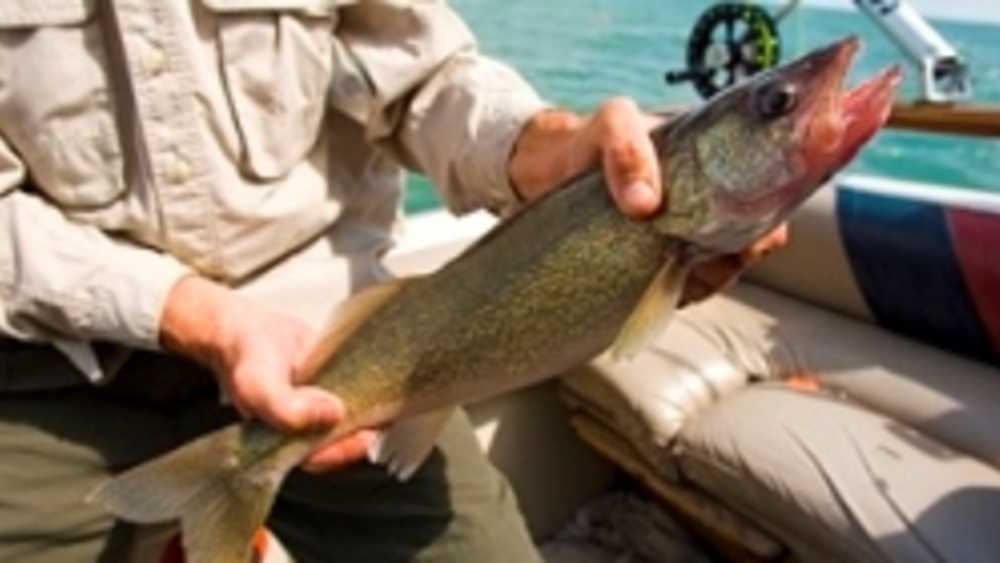 walleye walleye