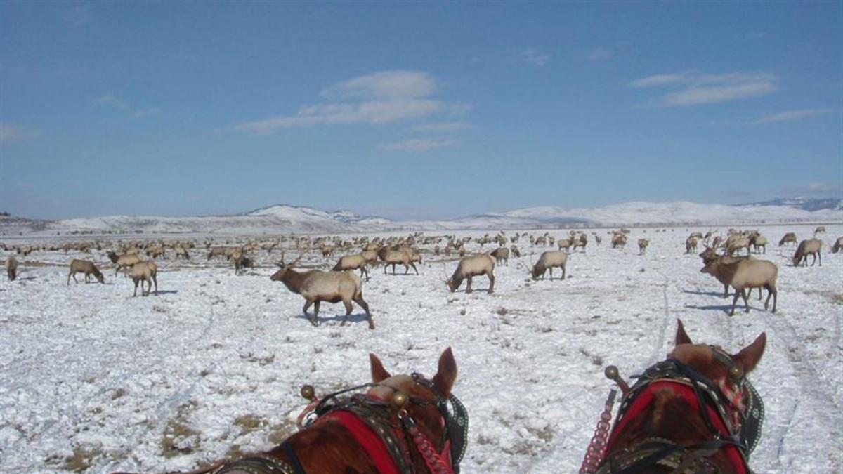National Elk Refuge Jackson Travel Wyoming. That's WY