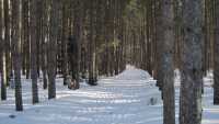 Pine Bowl Pathway Pine Bowl Pathway