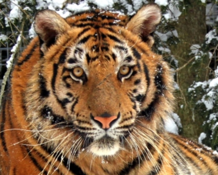 Aquariums & Zoos | Michigan