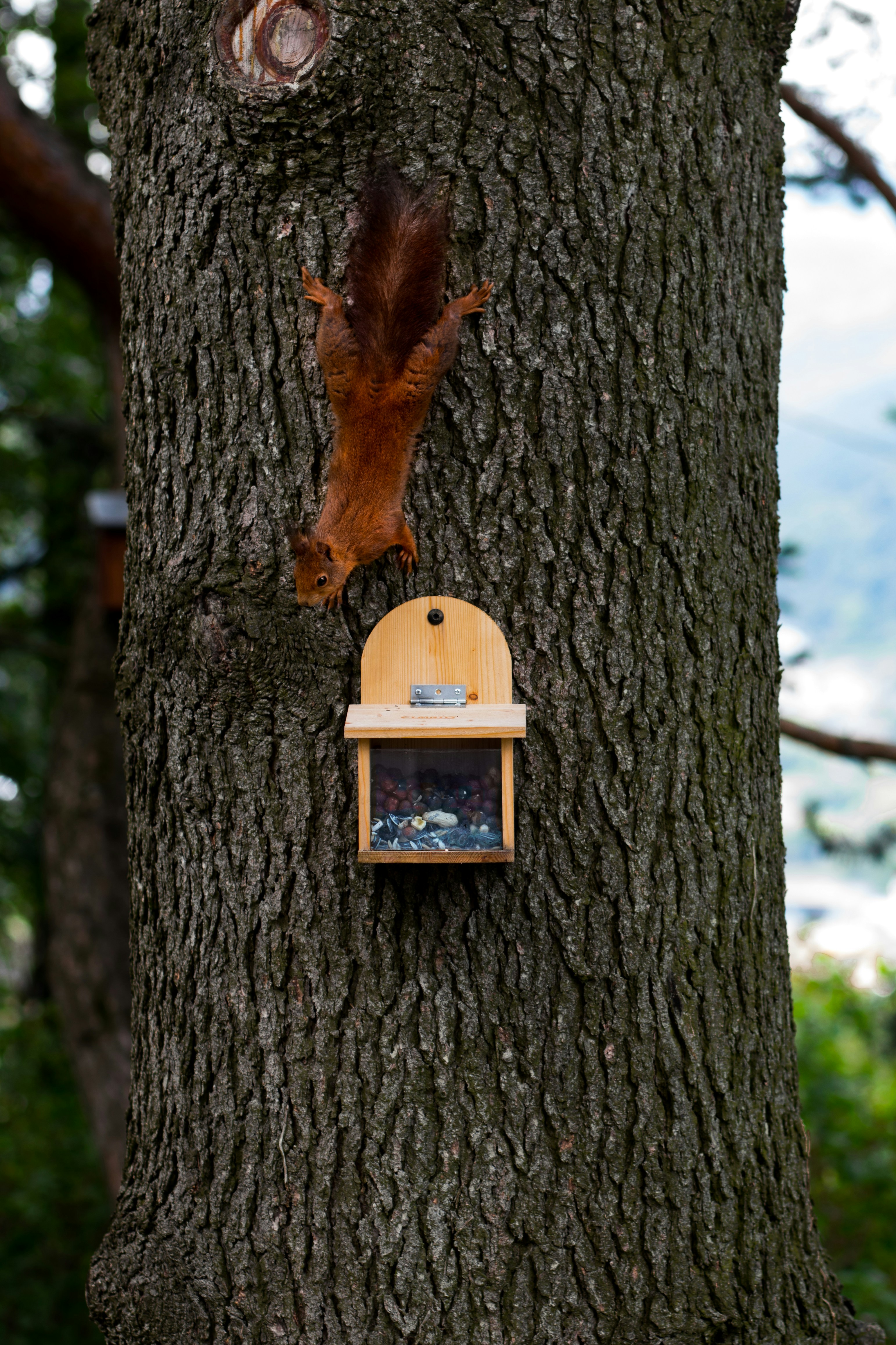 An image of a squirrel and feeder