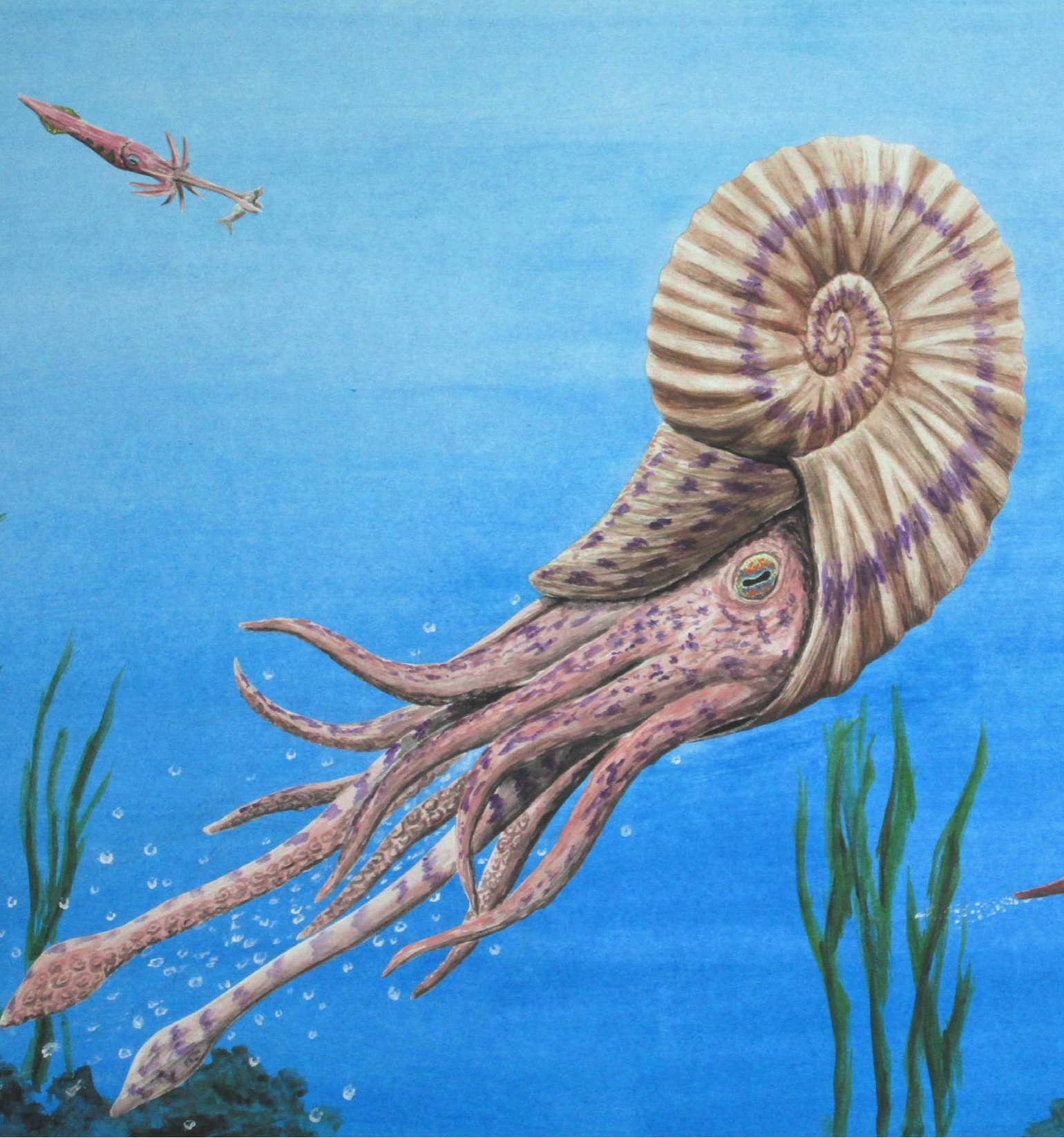 Ammonite drawing