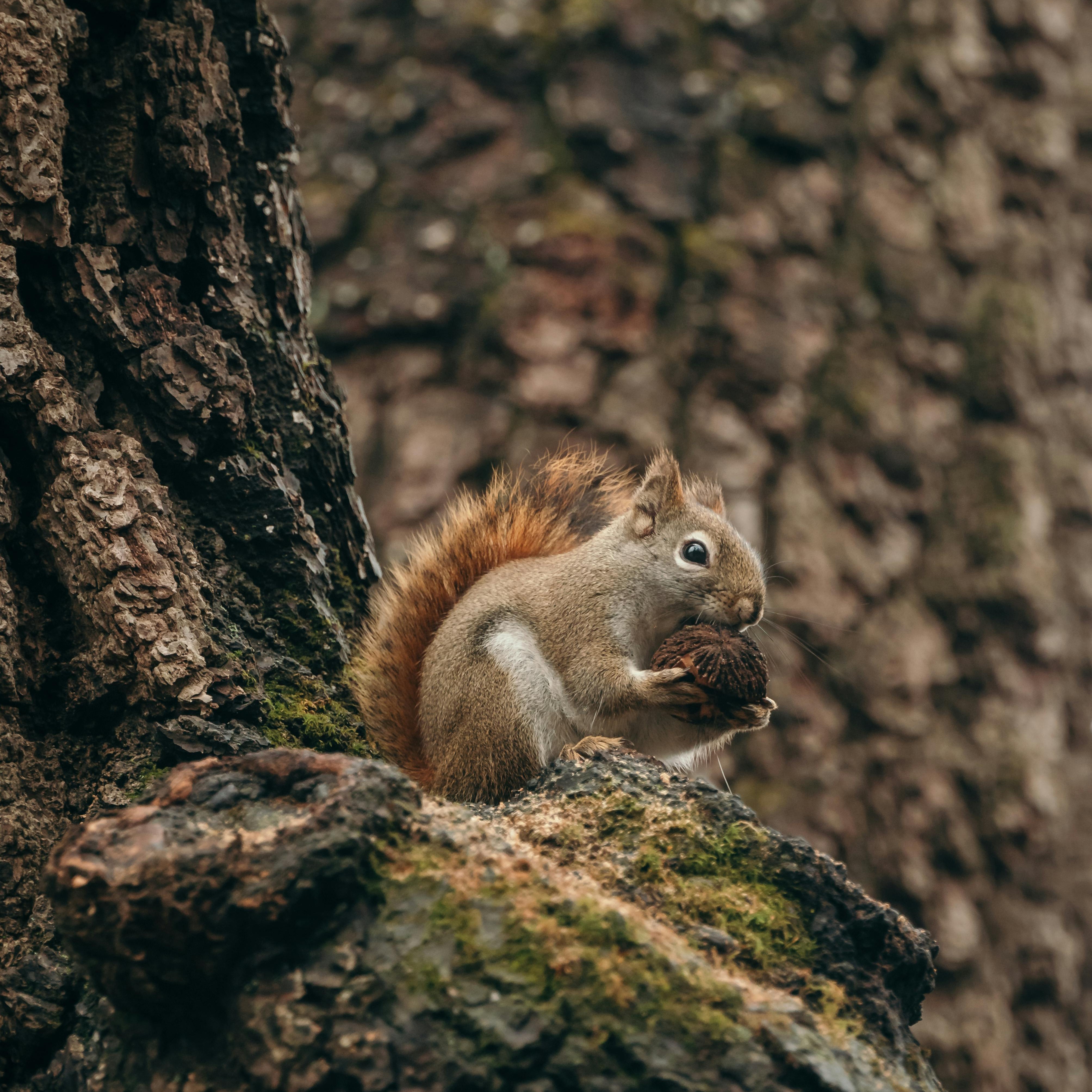 Picture of a squirrel