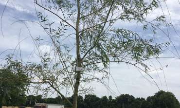 Living Memorial Tree