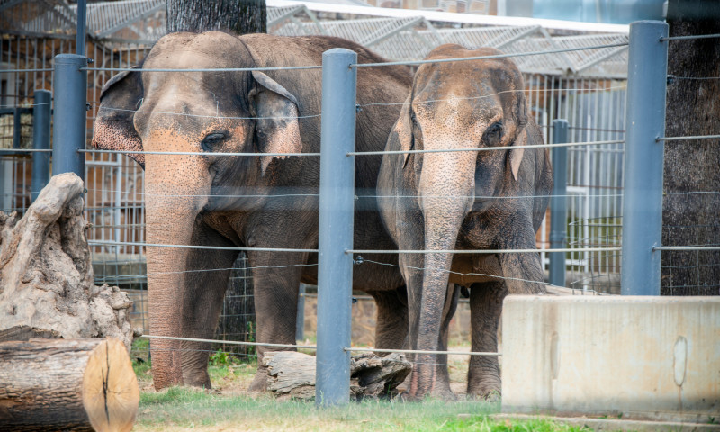 Little Rock Zoo