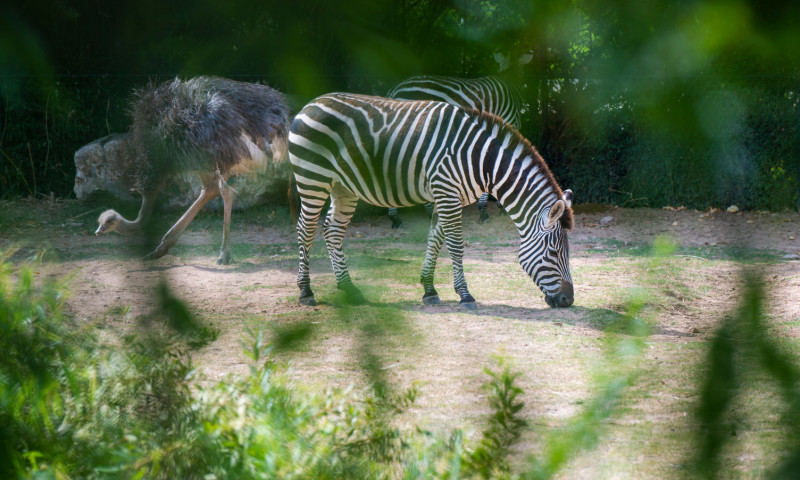 Little Rock Zoo
