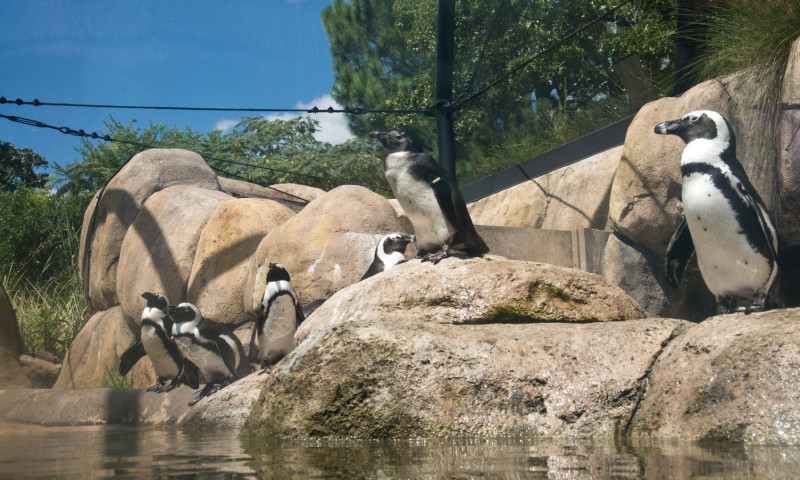 Little Rock Zoo