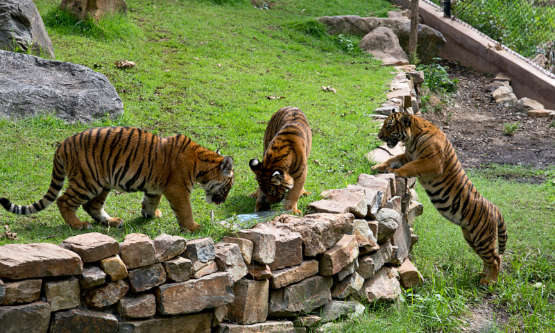 Little Rock Zoo