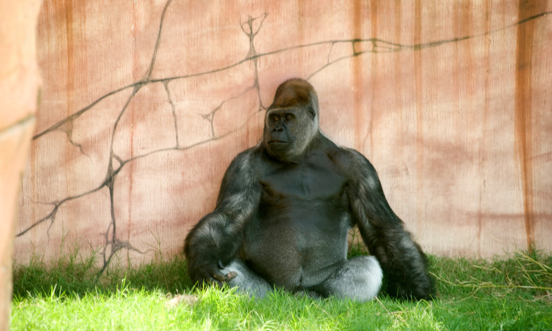 Little Rock Zoo
