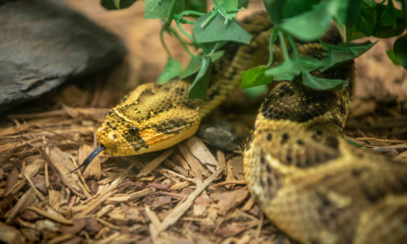 Little Rock Zoo