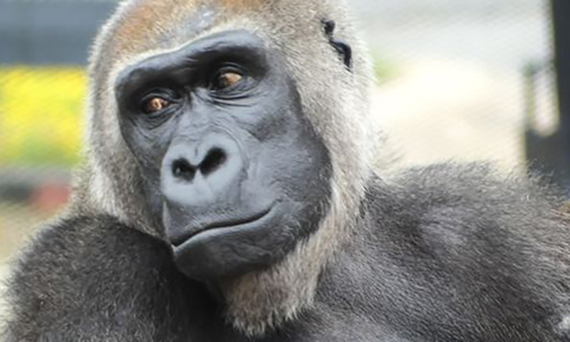Little Rock Zoo