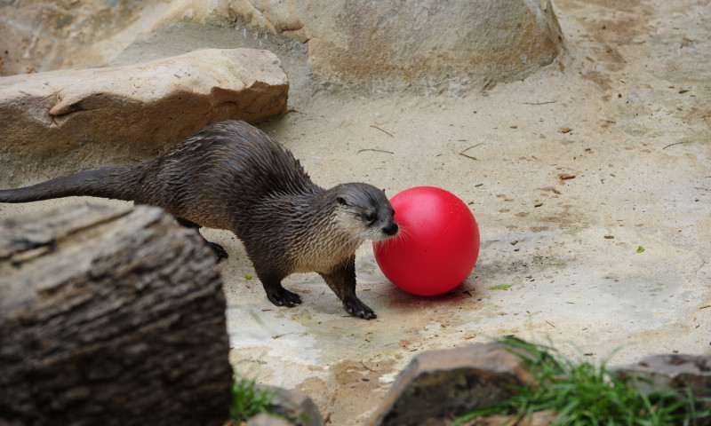 Little Rock Zoo