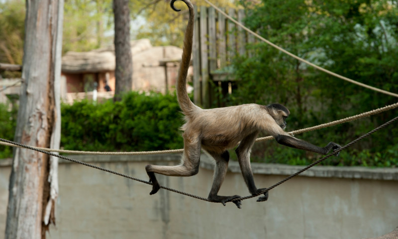 Little Rock Zoo